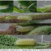 pseud vicrama larva1 volg